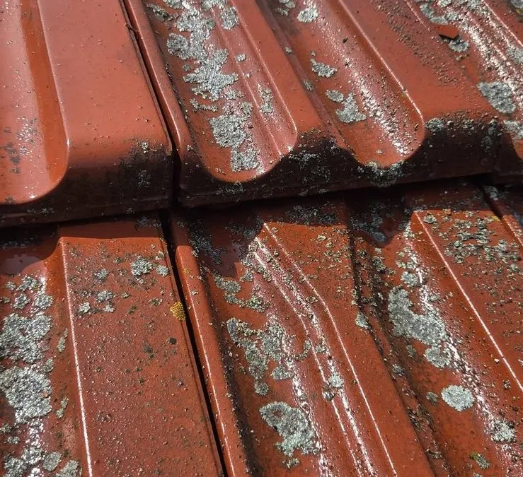 Țiglă ceramică roșie acoperită de licheni și mușchi, înainte de spălarea acoperișului